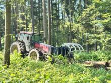Odnowienia naturalne – współpraca z naturą w Nadleśnictwie Lesko